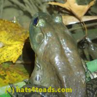 /home//u458753944/public_html/sourcegallery////Frogs/More bullfrogs/PB010793.JPG